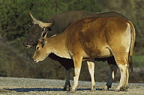 Banteng (Bos javanicus) captive, bull and female interacting, Europe