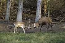 Deer adult and juvenile sparring, Europe