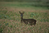Western Roe Deer (Capreolus capreolus) alert in field, Germany