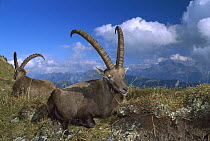 Alpine Ibex (Capra ibex) male pair with Swiss Alps in background, Europe