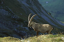 Alpine Ibex (Capra ibex) male, Swiss Alps, Europe