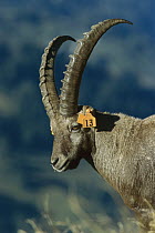 Alpine Ibex (Capra ibex) male with tagged ear, Swiss Alps, Europe