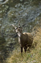 Alpine Ibex (Capra ibex) eating grass, Europe