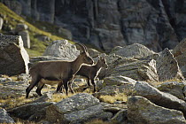 Alpine Ibex (Capra ibex) mother and kid, Europe