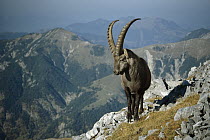 Alpine Ibex (Capra ibex) male with Swiss Alps in background, Europe