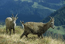 Alpine Ibex (Capra ibex) pair, Swiss Alps, Europe