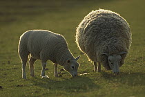 Domestic Sheep (Ovis aries) pair grazing, one sheared, one unsheared, New Zealand