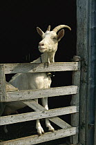 Goat (Capra sp) standing on gate, Europe
