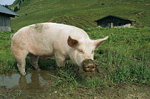 Domestic Pig (Sus scrofa domesticus) in puddle with muddy snout, Germany