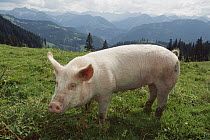 Domestic Pig (Sus scrofa domesticus) on grassy lawn, Germany