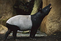 Malayan Tapir (Tapirus indicus) calling, Asia