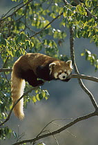 Lesser Panda (Ailurus fulgens) resting, China