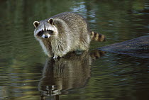 Raccoon (Procyon lotor) wading through shallow water, North America