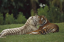 Bengal Tiger (Panthera tigris tigris) affectionate pair, one with normal coloration and the other a melanistic white morph, India