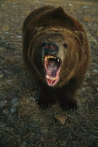 Grizzly Bear (Ursus arctos horribilis) calling, Colorado