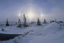 Spruce forest in snow with sundogs, Hudson Bay, Canada
