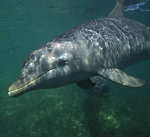 Bottlenose Dolphin (Tursiops truncatus) portrait, Honduras