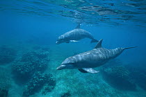 Bottlenose Dolphin (Tursiops truncatus) pair swimming over coral reef, Honduras