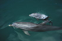 Bottlenose Dolphin (Tursiops truncatus) mother and calf surfacing, Honduras