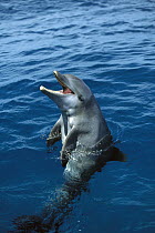 Bottlenose Dolphin (Tursiops truncatus) calling, Honduras