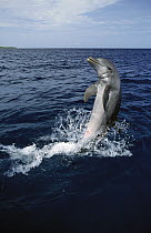 Bottlenose Dolphin (Tursiops truncatus) tail-walking, Honduras