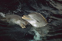 Bottlenose Dolphin (Tursiops truncatus) pair interacting, Honduras