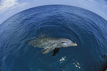 Bottlenose Dolphin (Tursiops truncatus) surfacing, Honduras
