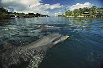 Bottlenose Dolphin (Tursiops truncatus) pair surfacing, Honduras