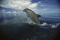 Bottlenose Dolphin (Tursiops truncatus) leaping, Honduras