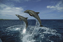 Bottlenose Dolphin (Tursiops truncatus) pair leaping, Honduras