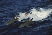 Bottlenose Dolphin (Tursiops truncatus) pair pulling tourist through water, Honduras