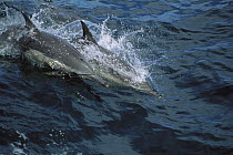 Spinner Dolphin (Stenella longirostris) pair porpoising through ocean, Honduras