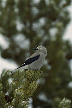 Clark's Nutcracker (Nucifraga columbiana) perching on conifer in winter, North America
