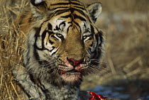 Siberian Tiger (Panthera tigris altaica) with bloody face from feeding, endangered, Russia