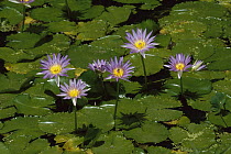 Cape Blue Water-lily (Nymphaea capensis) group blooming, Madagascar