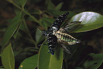 Metallic Wood-boring Beetle (Aurigena lugubris) spreading its wings, Madagascar