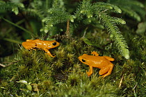 Golden Mantella (Mantella aurantiaca) critically endangered frog pair in underbrush, Madagascar