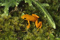 Golden Mantella (Mantella aurantiaca) critically endangered frog in underbrush, Madagascar