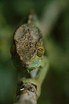 Parson's Chameleon (Calumma parsonii) portrait, Madagascar