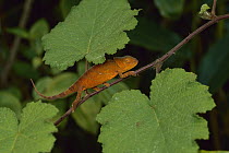 Parson's Chameleon (Calumma parsonii) young climbing branch, Madagascar