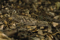 Horned Leaf Chameleon (Brookesia superciliaris) camouflaged in leaf litter, Ranomafana National Park, Madagascar