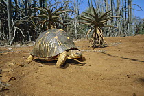 Radiated Tortoise (Geochelone radiata) walking through spiny desert habitat, vulnerable species, southern Madagascar