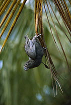 Lesser Vasa Parrot (Coracopsis nigra) hanging from palm frond, Madagascar
