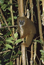 Red-bellied Lemur (Eulemur rubriventer) female at night, vulnerable species, Madgascar