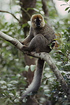 Red-fronted Brown Lemur (Eulemur fulvus rufus) male, Madagascar