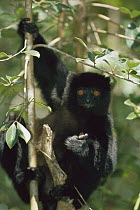 Milne-edward's Sifaka (Propithecus diadema edwardsi) eating in tree, Madagascar