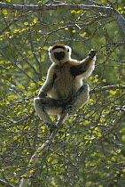 Verreaux's Sifaka (Propithecus verreauxi) in tree, vulnerable species, Madagascar