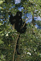 Milne-edward's Sifaka (Propithecus diadema edwardsi) in tree, Madagascar