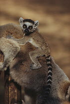 Ring-tailed Lemur (Lemur catta) baby on mother's back, vulnerable species, Madagascar