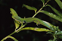 Four Spot Day Gecko (Phelsuma quadriocellata) on branch, Madagascar